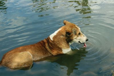 Stray dog in lake