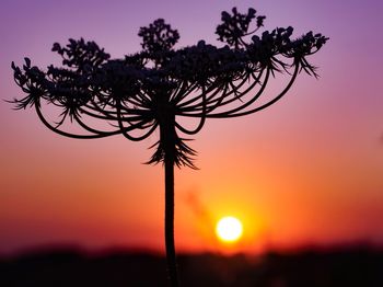 Silhouette of flowering plant against sky during sunset