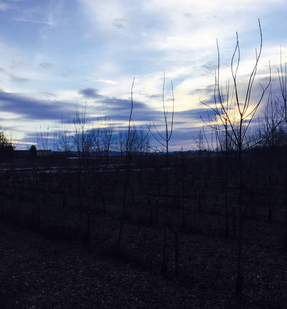 sky, cloud - sky, no people, outdoors, nature, sunset, day, tree, water, beauty in nature