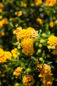 Close-up of yellow flowers