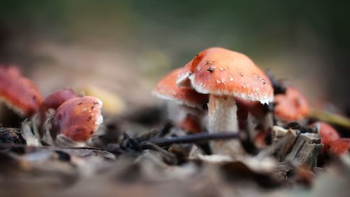 Close-up of mushroom on field