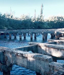 Reflection of trees in water