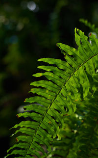 Close-up of green leaves on land