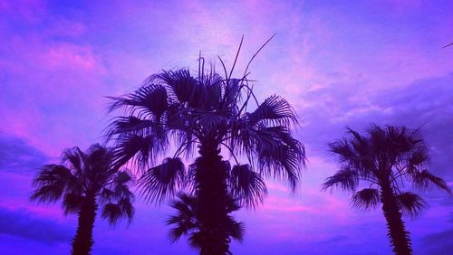 Low angle view of palm trees against cloudy sky