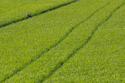 High angle view of corn field