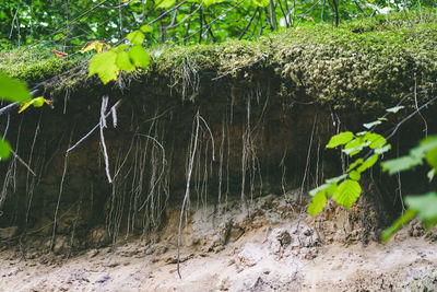 Trees growing in forest