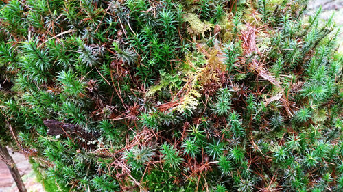 Plants growing in garden