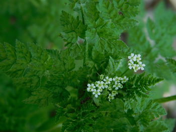 Close-up of flowering plant