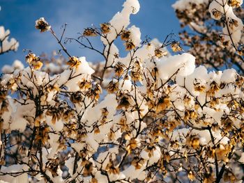 Flowers growing on tree against blue sky