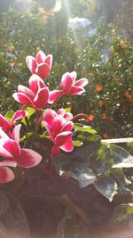 Close-up of pink flower