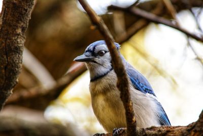 Low angle view of bird perching on branch