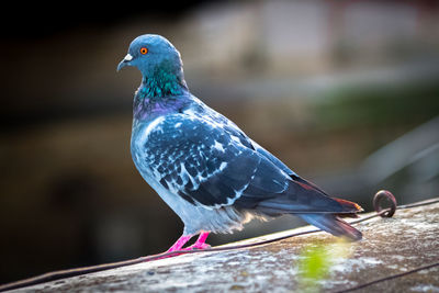 Close-up of pigeon perching on wood