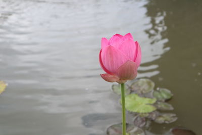 Close-up of pink water lily in lake