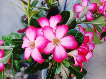 Close-up of pink flowering plant