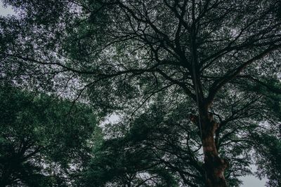 Low angle view of trees in forest