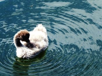 High angle view of swan swimming in lake