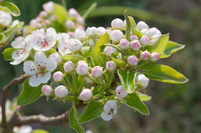 Close-up of white flowering plant