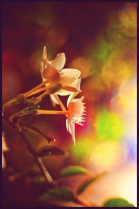 Close-up of pink flowers blooming outdoors