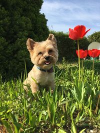 Portrait of a dog on field