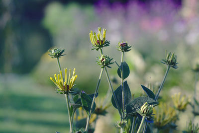 Yellow flowers in evening light