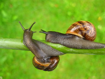 View of two snails on green stem 