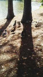 Shadow of tree on beach