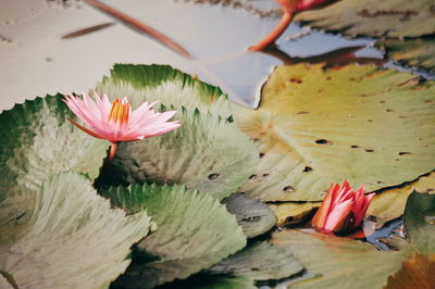 Close-up of lotus water lily