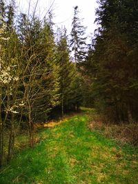 Trees growing in forest