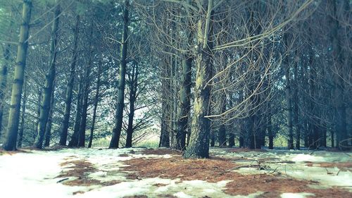 Trees in forest during winter