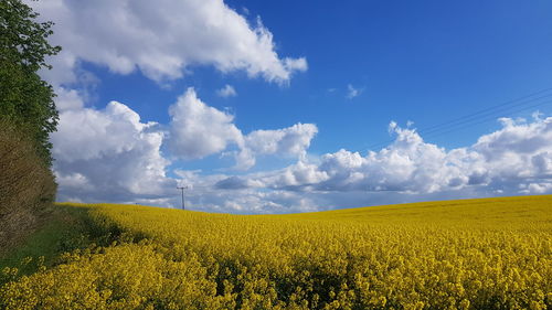 Scenic view of field against sky