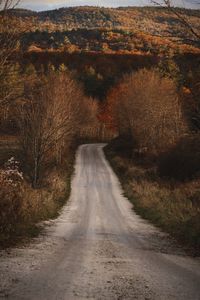 Road amidst plants