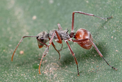 Close-up of ant