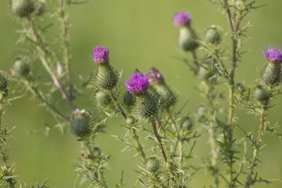 Close-up of purple thistle flowers