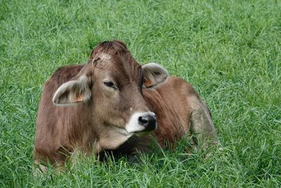 Cow lying on grassy field