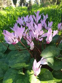 Close-up of pink flowering plant