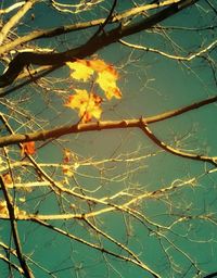 Bare trees in water