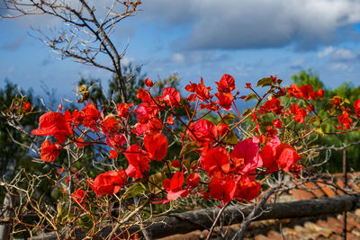 Close-up of red flowering plants against cloudy sky