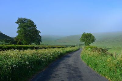Misty country lane in late spring, between oborne and poyntington, sherborne, dorset, england