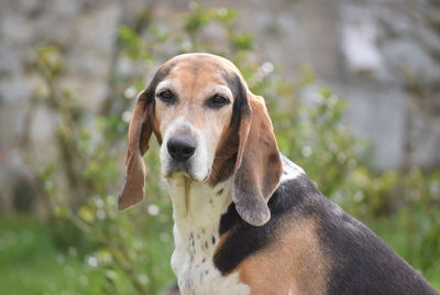 Portrait of a dog