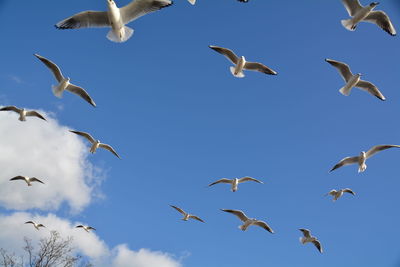 Low angle view of seagulls against blue sky