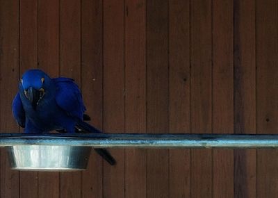 Close-up of bird perching on wood