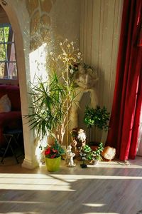 Potted plants in pot