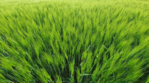 Full frame shot of corn field