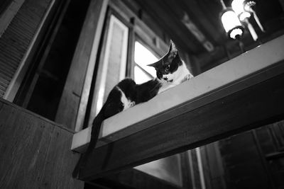 Low angle view of cat sitting at home