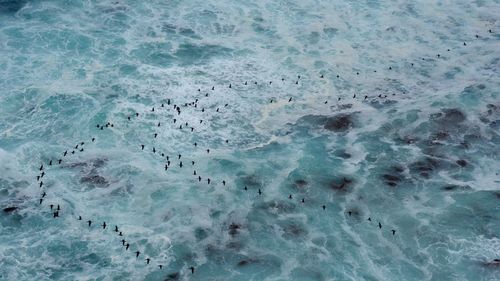 Aerial view of birds flying over sea