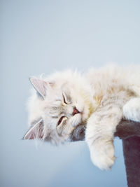 Close-up of a cat resting