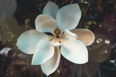 Close-up of white flowering plant