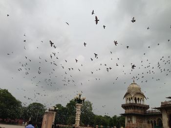 Low angle view of birds flying against sky