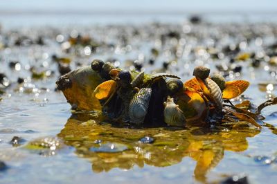 Close-up of crab on beach