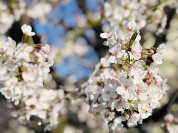 Close-up of cherry blossom